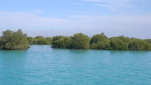 Mangrove forest on the Arabian Sea coast. Qeshm in the Persian Gulf. Hara tree (Avicennia marina) the main type of aquatic woody vegetation