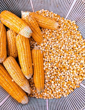 Maize cobs and grains sweet corn on the cob yellow whole ear-maize organic ear-corn  fresh sweetcorns zea mays makka bhutta closeup mazorca maiz image espiga milho picture epi mais stock photo