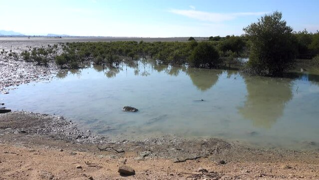 mangrove forest on the Arabian Sea coast at low tide. Qeshm in the Persian Gulf. Hara tree (Avicennia marina) the main type of aquatic woody vegetation