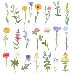 field flowers, vector drawing wild flowering plants isolated at white background, floral design elements, hand drawn botanical illustration