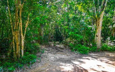 Caribbean beach nature palm trees plant jungle forest nature Mexico.