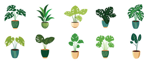 Set of houseplants in flowerpots, tropical plant for home decor
