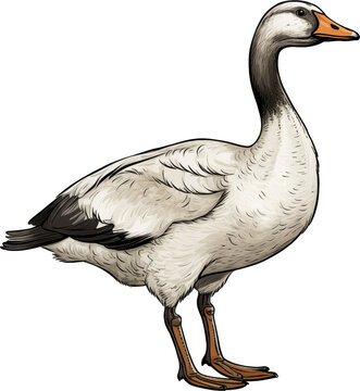 Charming Duck Artwork
