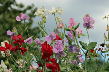 Mixed colour sweet pea flowers