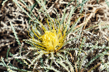 Naklejka na ściany i meble Yellow flowers of the rare Wongan dryandra (Banksia Bella or Dryandra pulchella), which only grows in the in Wongan Hills, Western Australia. 