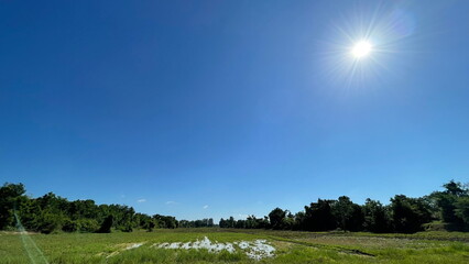 Fototapeta premium Rice Field Nature Background Green Field
