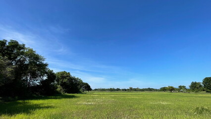 Rice Field Nature Background Green Field