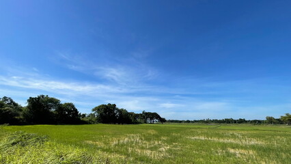 Rice Field Nature Background Green Field