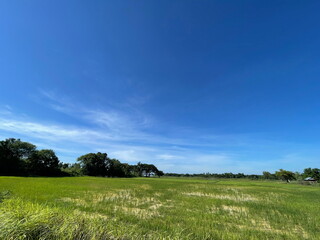 Rice Field Nature Background Green Field