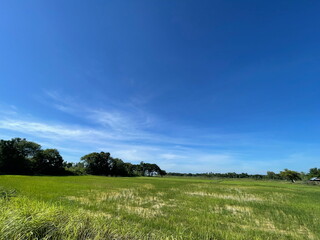 Rice Field Nature Background Green Field