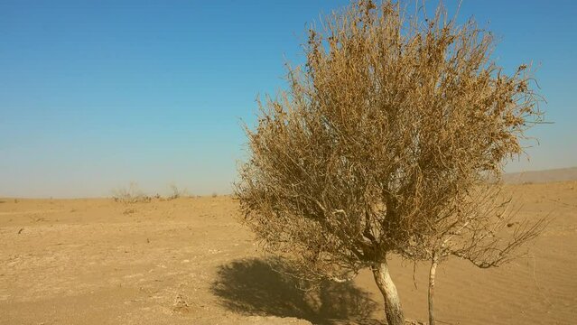 Sparse white saxaul (Haloxylon persicum) forest (haloxylon desert woodland) in a clay-sandy desert, bhar at wintertime. Iranian deserts