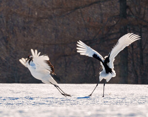 冬のタンチョウヅル　冬の北海道道東観光