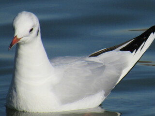 Gaviota cauta.