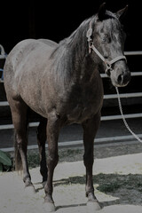 A beautiful black Quarter Horse mare with a black eye in Habertsweiler in the Stauden in Germany