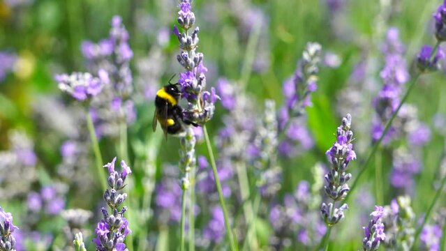 bee flying in the lavender flover field