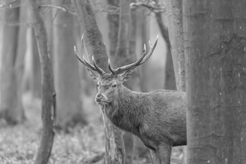 Rencontre avec un cerf en noir et blanc