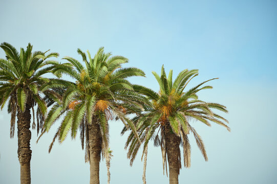 Three beautiful palm trees with dates against blue clear sky background. Copy advertising space © Taras Grebinets