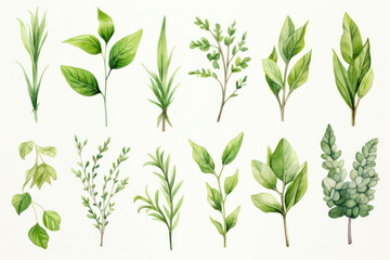 Fototapeta na wymiar Herb flower botanical design leaf watercolor nature green spring background plant illustration summer decorative