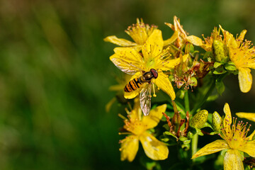 A hoverfly sits on a yellow St. John's wort flower in Bredebolet in Skaraborg in Sweden