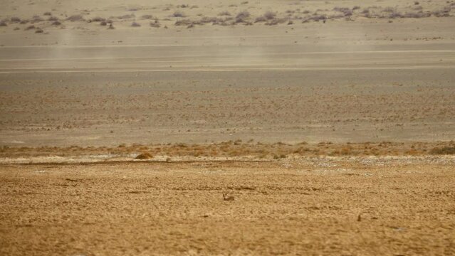 The small Tolai hare (Lepus tolai) runs away in the winter sandy desert. Iran