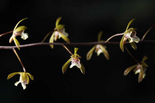 Rare terrestrial orchid plant Eulophia or Oeceoclades roseovariegata from Madagascar in full bloom