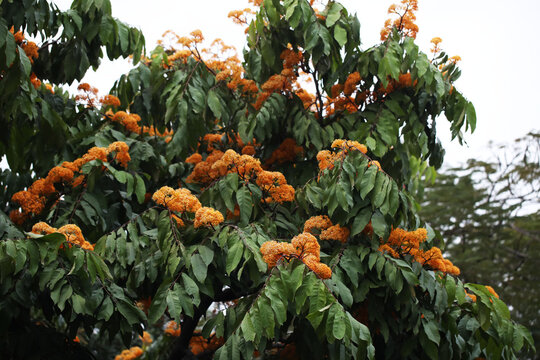 Ashoka tree (Saraca indica) with bright orange flowers blooming