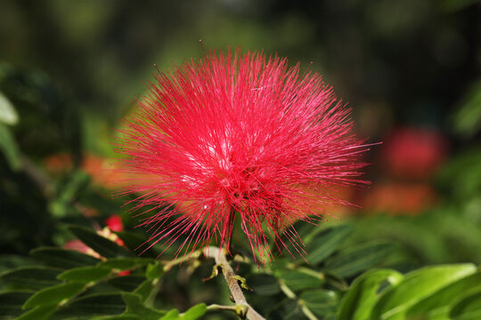 Red Powder Puff or Blood red Tassel flower (Calliandra haematocephala)