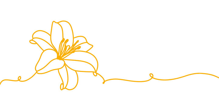 Lily flower line art and illustration