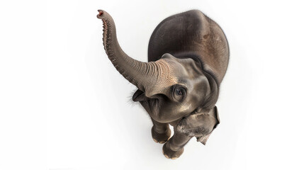 a elephant on white background is looking up. Generative AI