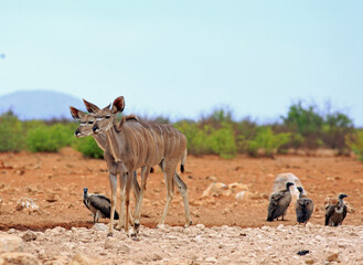 Two Female Kudu looking alert, with black faced vultures in the background