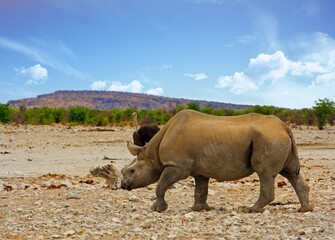  Black Rhino with horn cut off walking across the African Plains with an ostrich in the background. The horn has been cut to deter poachers from killing it.
