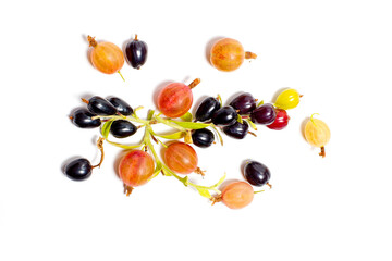 Ripe and healthy currants