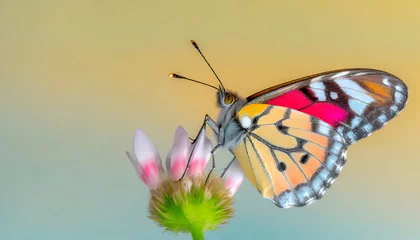 Zelfklevend Fotobehang  Macro shots, Beautiful nature scene. Closeup beautiful butterfly sitting on the flower in a summer garden.  © blackdiamond67