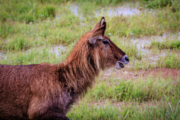 Ellipse waterbuck portrait