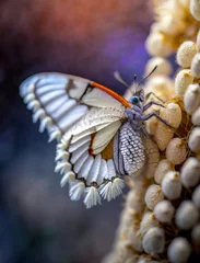 Deurstickers Macro shots, Beautiful nature scene. Closeup beautiful butterfly sitting on the flower in a summer garden. © blackdiamond67