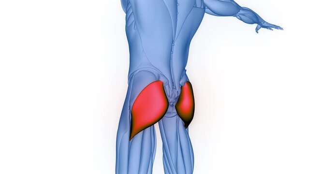 Human Muscular System Leg Muscles Gluteus Maximus Muscle Anatomy Animation Concept