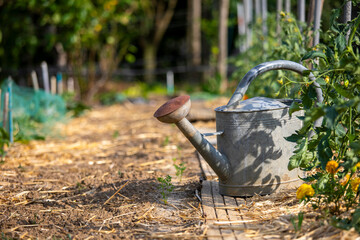 Vieil arrosoir dans un jardin potager au milieu des légumes bio.