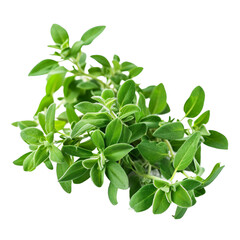 Marjoram, transparent background, isolated image, generative AI