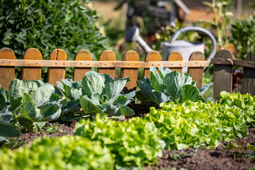 Jardin potager au printemps et arrosoir au pied des légumes.