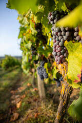 Obraz premium Grappe de raisin noir ou pourpre dans les vignes au soleil avant les vendanges.