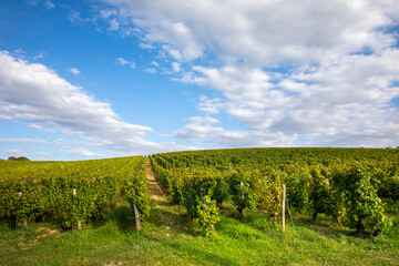 Fototapeta na wymiar Vigne en automne en France, vignoble d'Anjou.