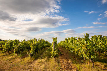 Fototapeta na wymiar Vigne en automne en France, vignoble d'Anjou.