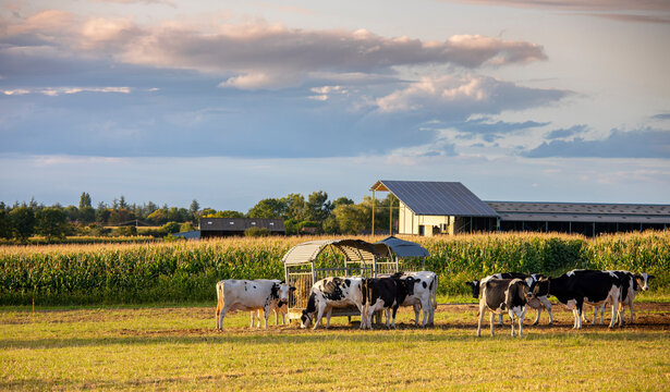 Vache en pleine nature au milieu de la campagne et au pied d'une ferme en France.