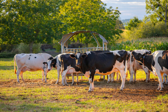 Vache en pleine nature au milieu de la campagne et au pied d'une ferme en France.
