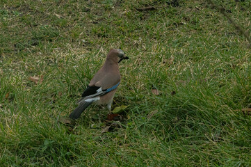 Eichelhäher, Waldvogel, selten, scheu