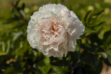 Pfingstrose - Blume -  creme, weiß