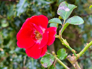 Red flower in the UK
