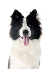 Finnish Lapphund in studio