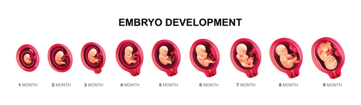 Human embryo development stages. Pregnancy and fetal body growth calendar from 1 to 9 month to birth. Vector cartoon illustration