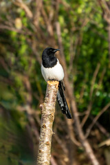 Eurasian magpie (Pica pica) bird perched on a tree stump and which is often found in British gardens, stock photo image